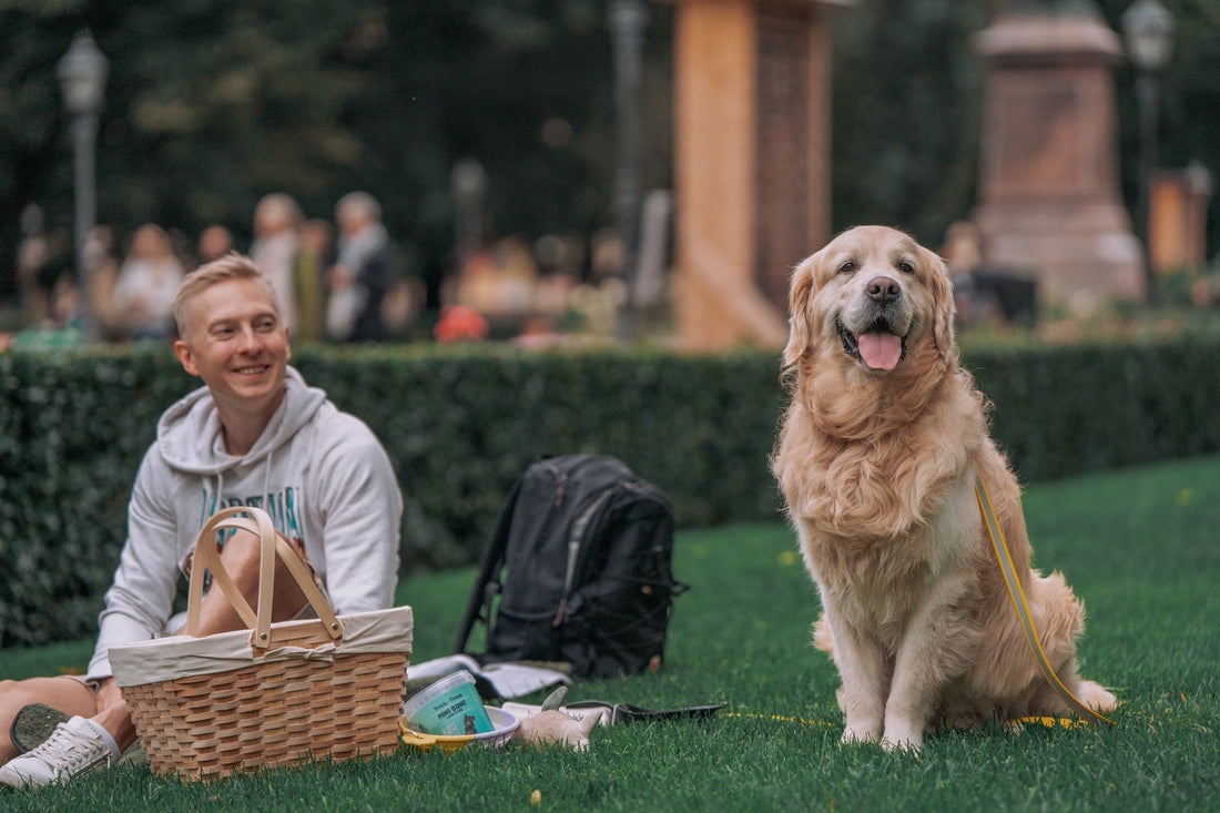 5 tapaa tehdä arjesta elämys koiran kanssa