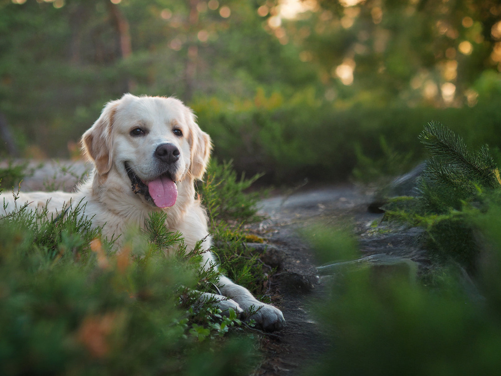 Miksi metsä tekee hyvää niin koiralle kuin ihmiselle